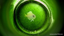 "Underwater Homes" by Carlsberg...

S95 - no flash, no ... by Tim Ho 
